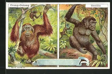 Sammelbild Alphonse Leroux, Chicorée Extra, Orang-Outang und Gorilla