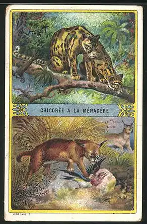 Sammelbild Duroyon-Ramette, Chicorée a la Ménagére, Panter und Lux