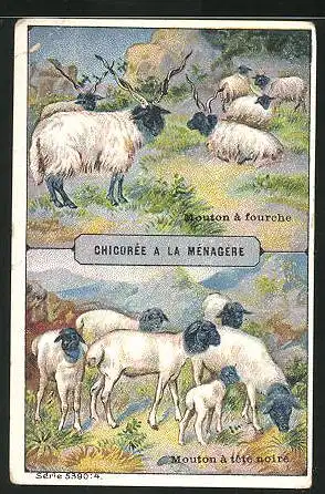 Sammelbild Duroyon-Ramette, Chicorée a la Ménagére, Mouton à Fouche et Mouton à tete noire, Bergziegen