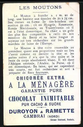 Sammelbild Duroyon-Ramette, Chicorée a la Ménagére, Mouton à Fouche et Mouton à tete noire, Bergziegen