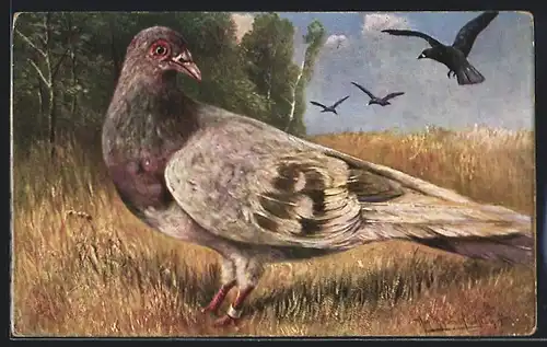 Künstler-AK August Müller - München: Taube am Waldrand blickt zu den Krähen