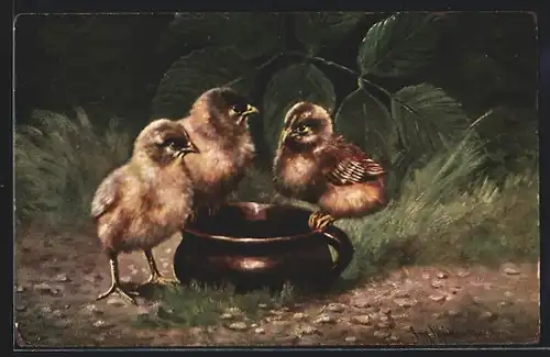 Künstler-AK August Müller - München: Drei Kücken auf Nahrungssuche
