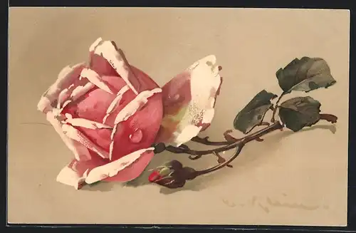 Künstler-AK Catharina Klein: rosa Blüte einer Rose