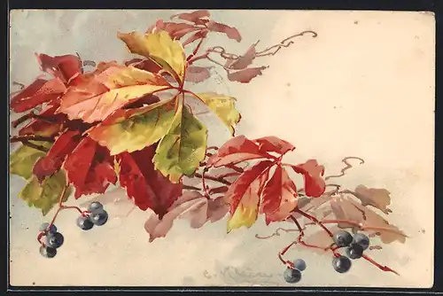 Künstler-AK Catharina Klein: wilder Wein mit Früchten