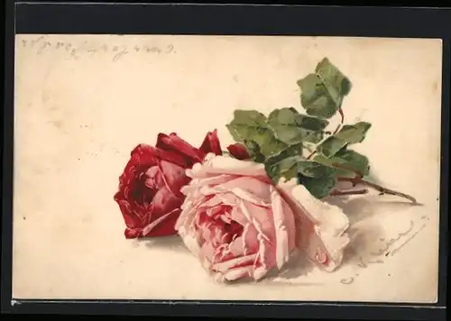 Künstler-AK Catharina Klein: Zwei blühende Rosen