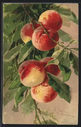 Künstler-AK Catharina Klein: Pfirsiche am Baum