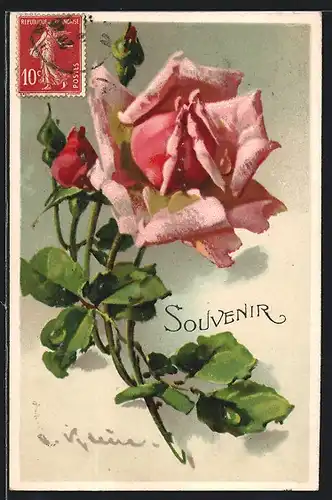 Künstler-AK Catharina Klein: Souvenir, rosa blühende Rose