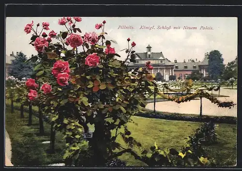 AK Dresden-Pillnitz, Kgl. Schloss mit Neuem Palais