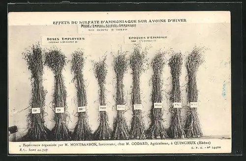 AK Quincieux, Effets du Sulfate d`ammoniaque sur Avoine d`Hiver