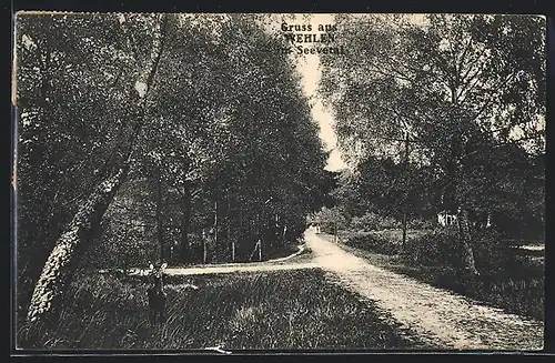 AK Wehlen / Undeloh, Reh steht am Waldweg