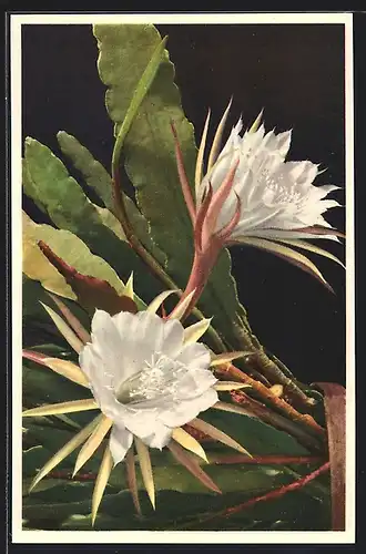 AK Kaktus mit Blüten