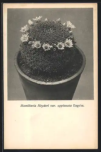 AK Kaktus mit Blüten, Mamillaria Heyderi