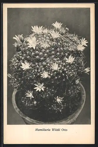 AK Kaktus mit Blüten, Mamillaria Wildii Otto