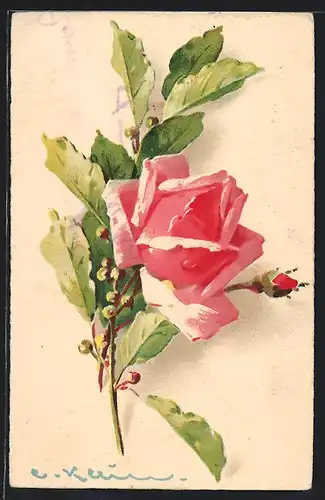 Künstler-AK Catharina Klein: Rosa Rose mit Knospe