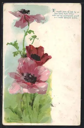 Künstler-AK Catharina Klein: hübsche Erinnerungs-Mohnblume