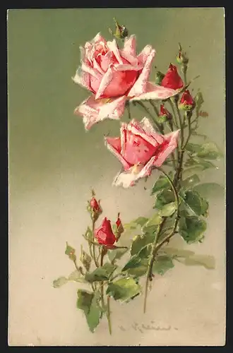 Präge-Künstler-AK Catharina Klein: Rosa Rosenblüten