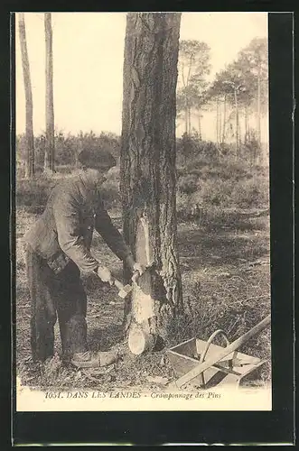 AK Dans les Landes, Cramponnage des Pins, Forstwirtschaft