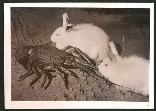 Fotografie Groteske Tierfreundschaft, Kaninchen und Languste