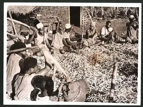 Fotografie Bohnenernte in Deutsch-Ostafrika, Kolonialismus