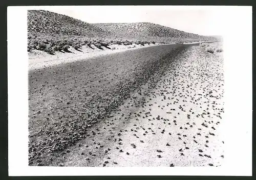 Fotografie Ansicht Elko, NV, Grillenplage im Norden von Nevada