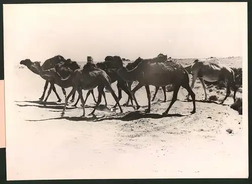 Fotografie Dromedar-Herde auf dem Weg zu einer Oase 1942