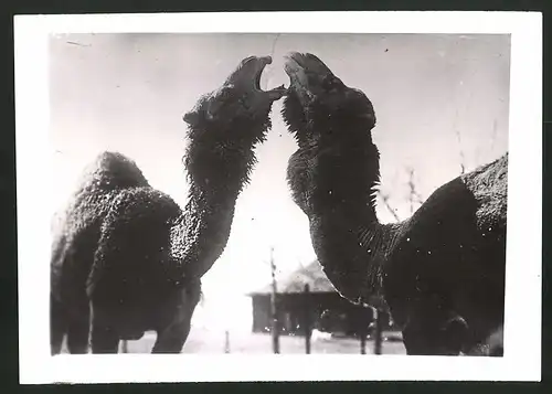 Fotografie Dromedar blökt anderes Dromedar an 1940