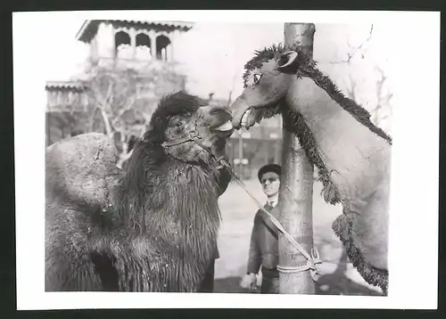 Fotografie Ansicht Philadelphia, Kamel freut sich über Kuscheltier-Besuch im Zoo 1940