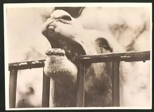 Fotografie Kamel reibt gelangweilt seinen Gaumen an Gitterstange im Zoo