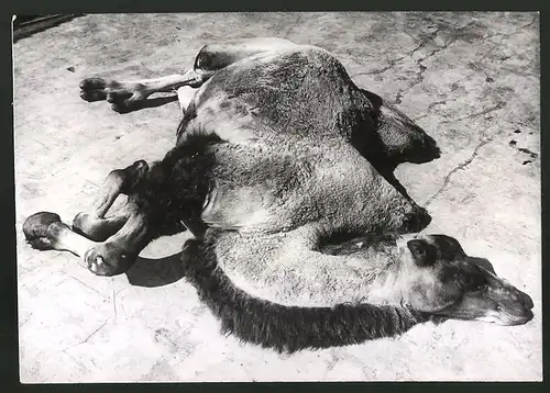 Fotografie Ansicht London, Kamel im Zoo sonnt sich 1939