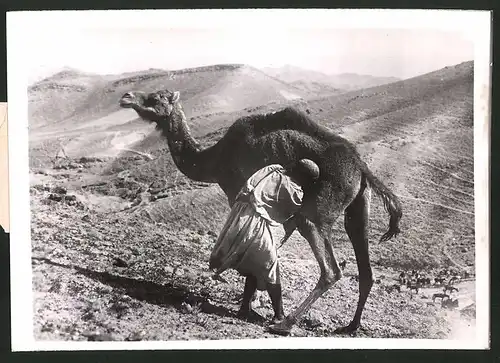 Fotografie Kameltreiber melkt Kamel in der Wüste 1940