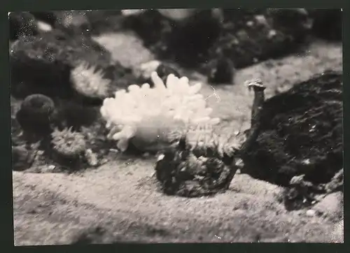 Fotografie Ansicht Wien, Prater Vivarium & Aquarium, Seenelke 1939