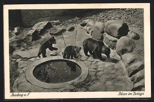 AK Bernburg a. S., Bären im Zwinger