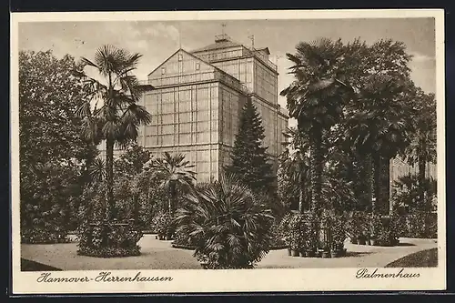 AK Hannover-Herrenhausen, Palmenhaus hinter Palmen