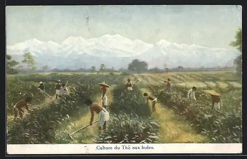 AK Culture de Thé aux Indes, Tee-Plantage in Indien