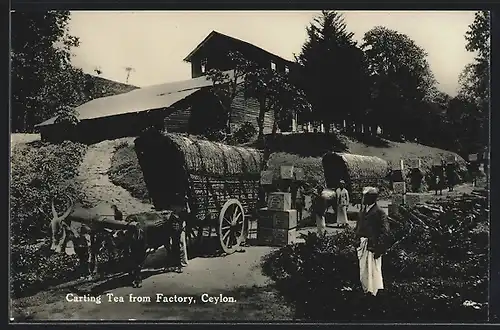 AK Ceylon, Carting Tea from Factory