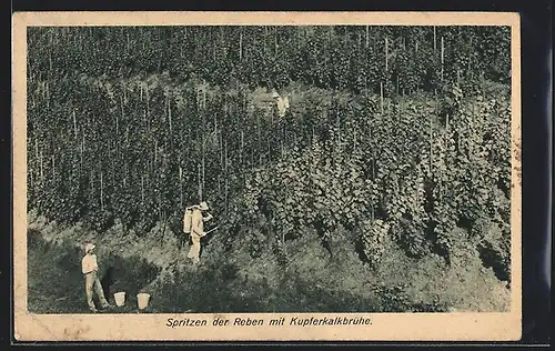 AK Spritzen der Weinreben mit Kupferkalkbrühe