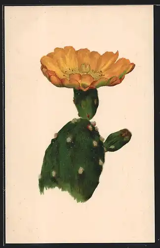 AK München-Nymphenburg, Botanischer Garten, Kaktus