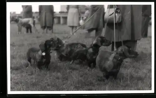 Fotografie Hund Dackel, Dame geht mit Dackel-Rudel Gassi, Dachshound, Teckel, Sausage Dog