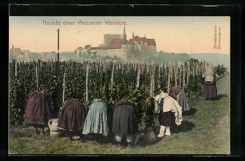 AK Ansicht einer Meissener Weinlese