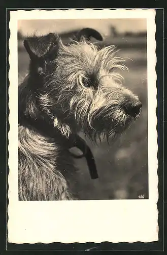 AK Terrier mit aufmerksamem Blick