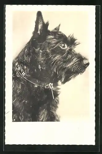 AK Schwarzer Terrier mit Halsband