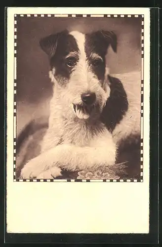 AK Fox Terrier in entspannter Haltung