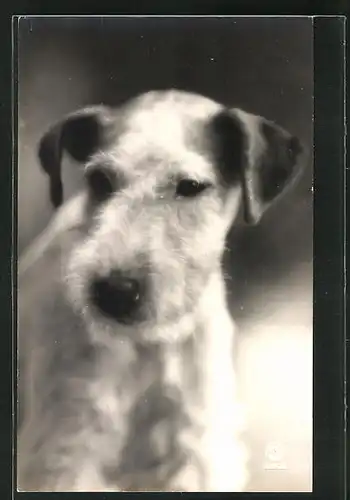 AK Junger Fox Terrier mit treuem Blick