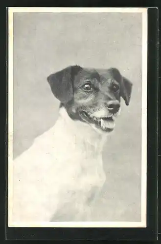 AK Terrier mit lebhaftem Blick