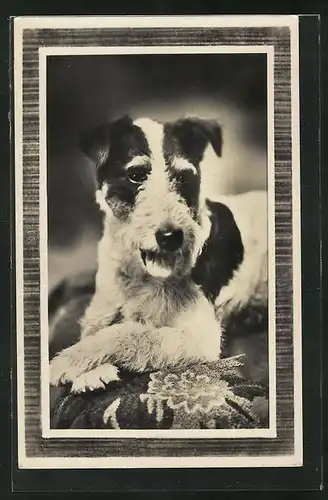 AK Fox-Terrier in entspannter Haltung