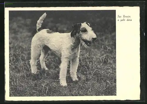 AK Fox Terrier a pelo duro