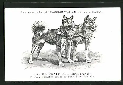 AK Eskimo-Hunde des Züchters M. Dufour, Race de Trait des Esquimaux