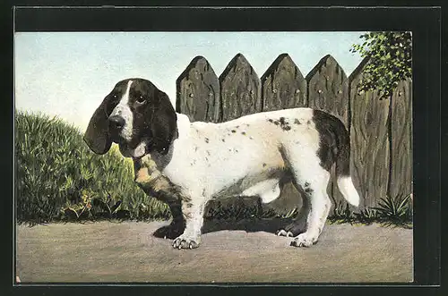 AK Hund der Rasse Basset Hound