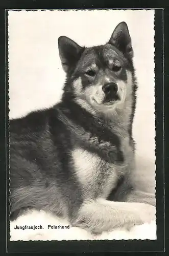 AK Polarhund am Jungfraujoch