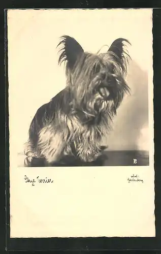 AK Hechelnder Skye Terrier